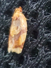 Argyrotaenia amatana