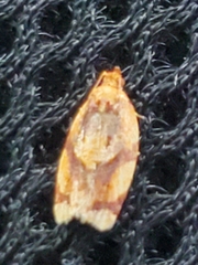 Argyrotaenia amatana