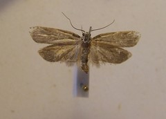 Izatha balanophora