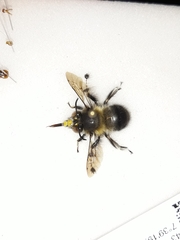 Anthophora dispar