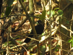 Amblycercus holosericeus