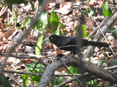 Amblycercus holosericeus