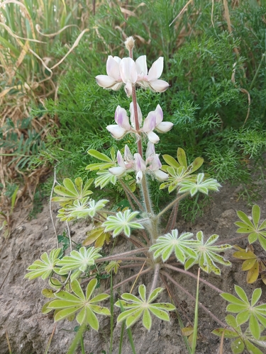 Palestine Lupine (Lupinus palaestinus)