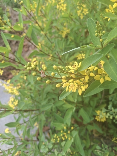 goldshower (Galphimia gracilis)