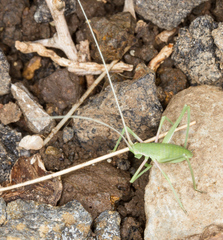 Acrometopa italica