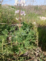 Lupinus palaestinus, photograph (c) yelena_antipova, some rights reserved (CC BY)