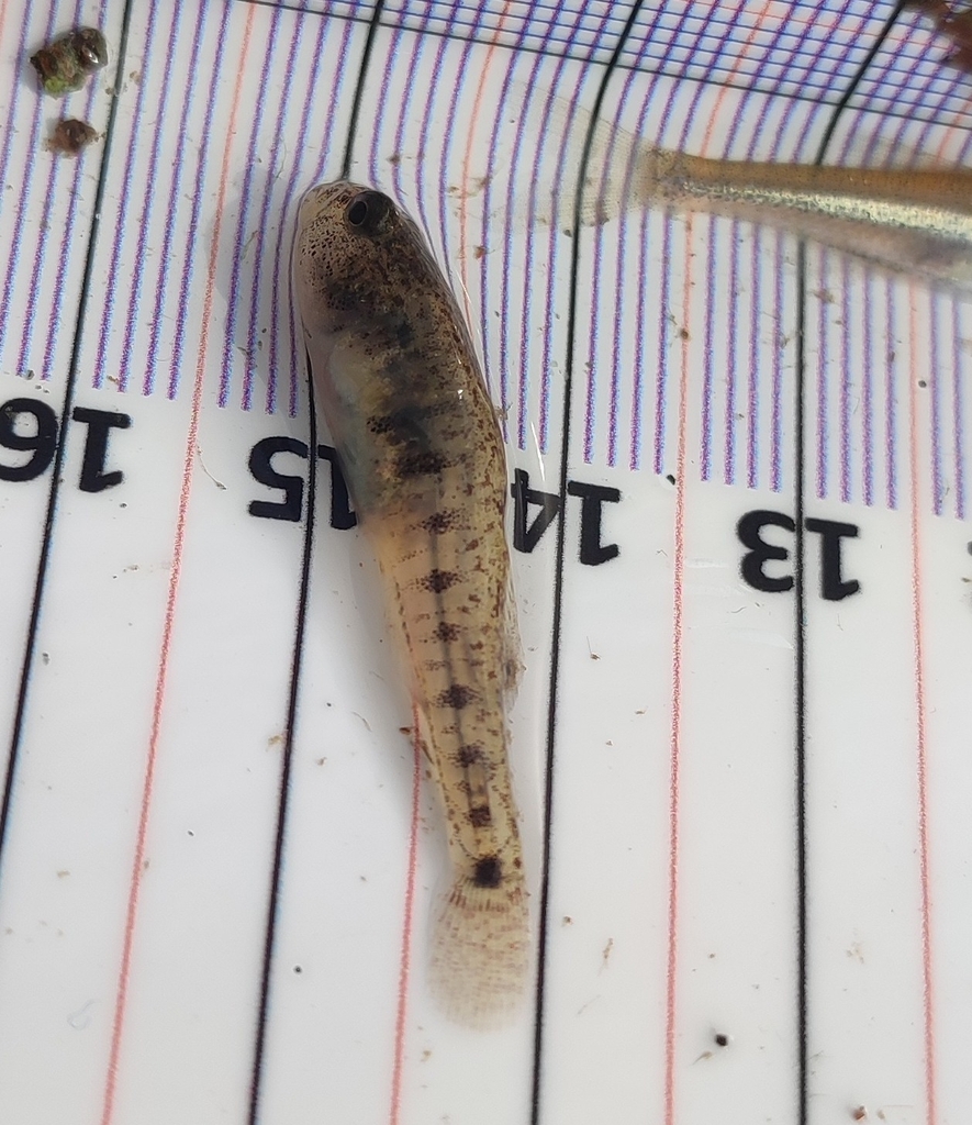 Italian dwarf goby