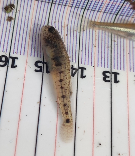 Italian dwarf goby