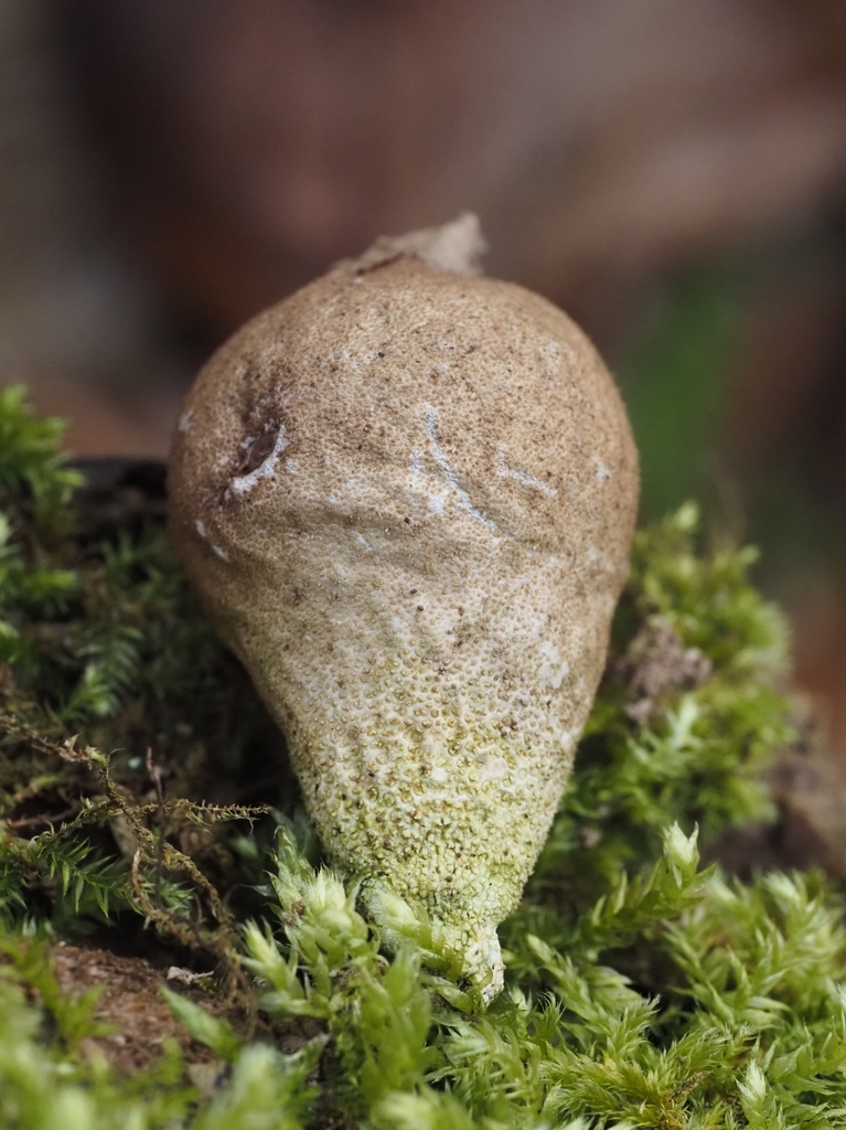Apioperdon pyriforme · March 2026 · photo: © vincent_b (iNaturalist, cc-by)