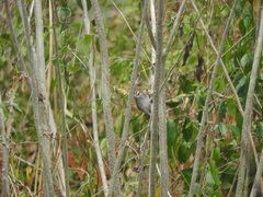 Arremonops chloronotus