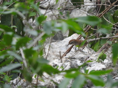 Uropsila leucogastra