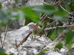 Uropsila leucogastra