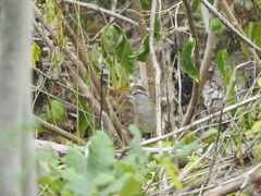 Arremonops chloronotus