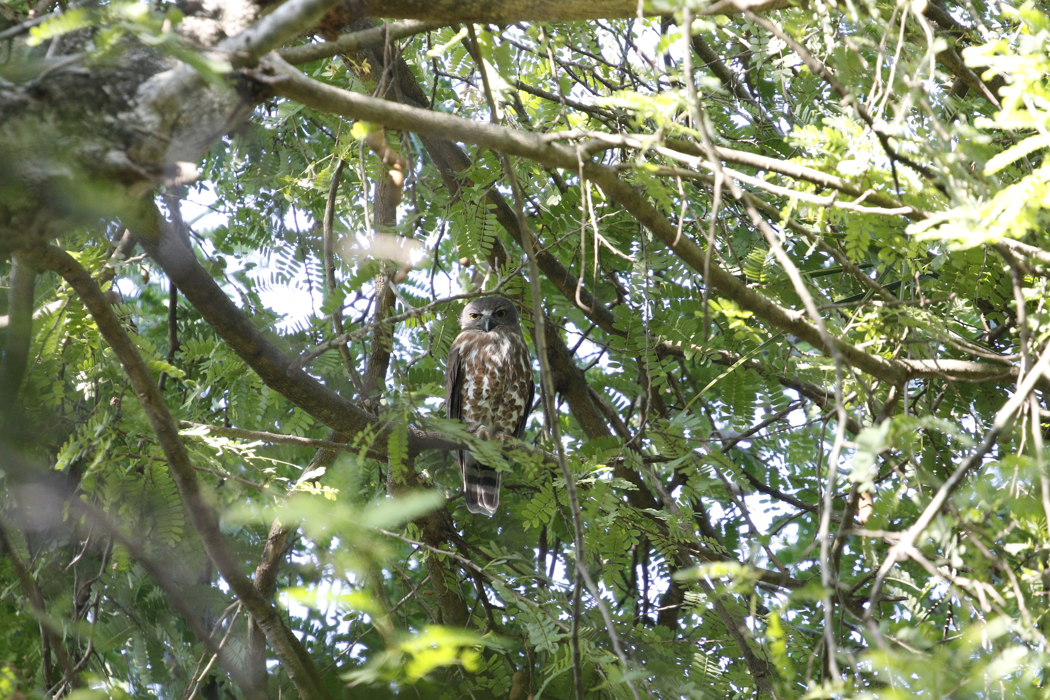 Brown Boobook (Ninox scutulata), photo 1
