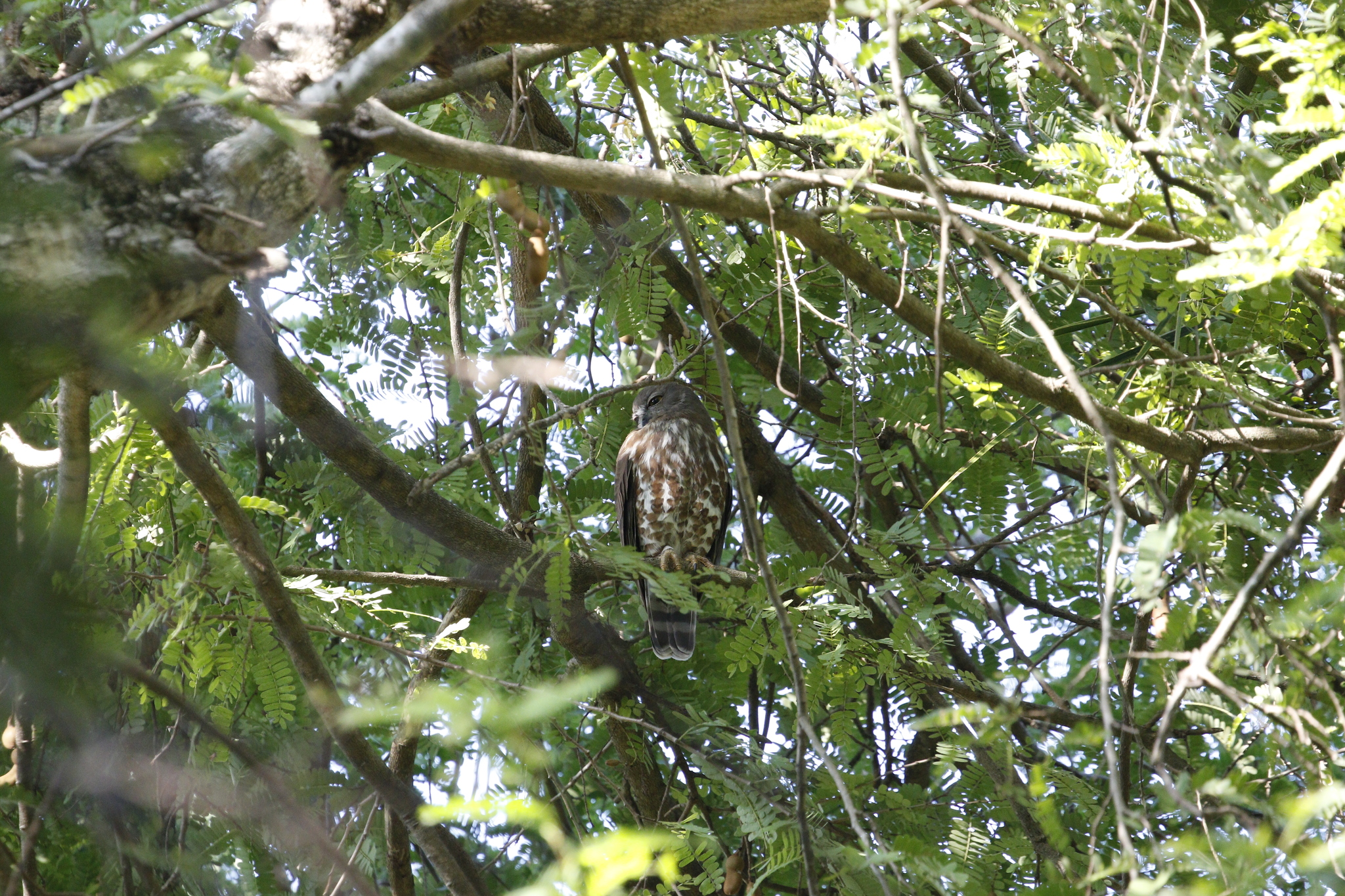 Brown Boobook (Ninox scutulata), photo 2