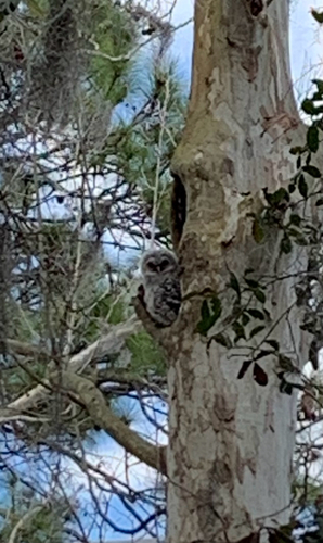 View observation of {o.common_name} on iNaturalist