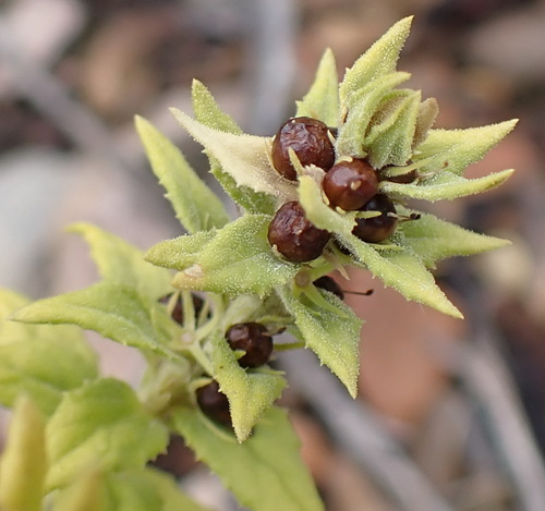 Lazybush (Oftia africana)