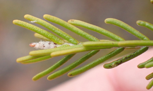 Oblong Gonna (Passerina obtusifolia)