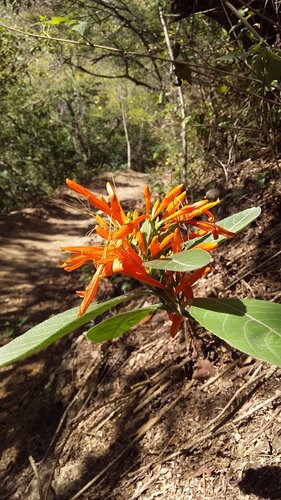 Justicia spicigera