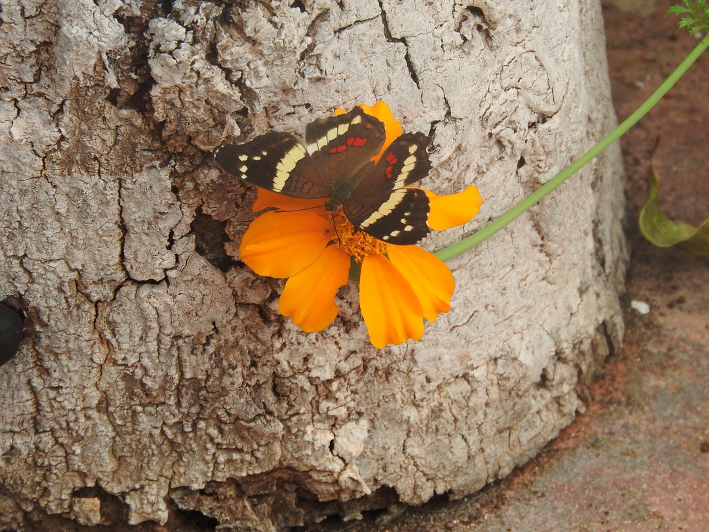 Anartia fatima fatima