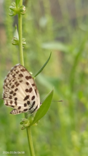 Common Pierrot