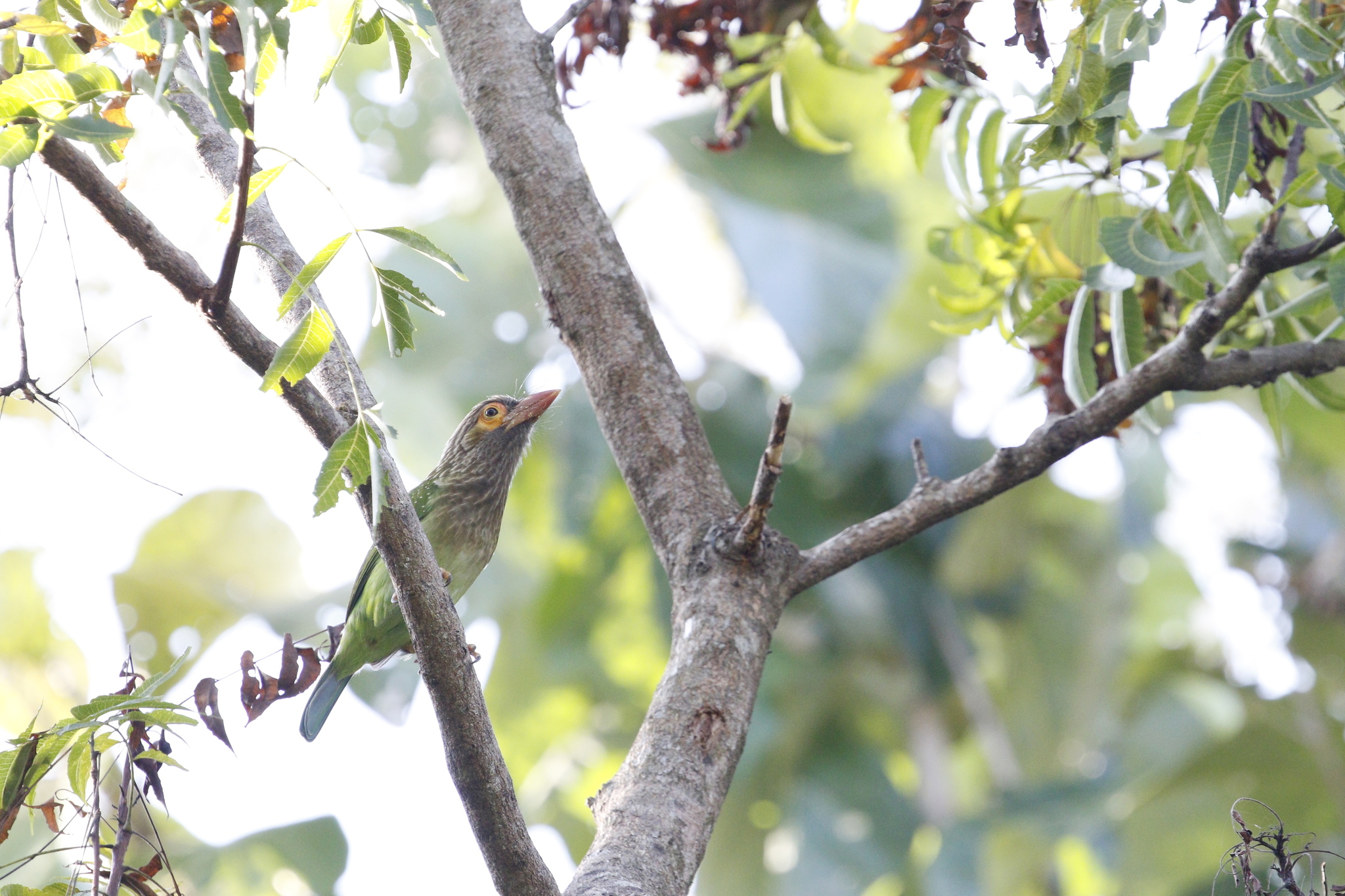 Brown-headed Barbet (Psilopogon zeylanicus), photo 1