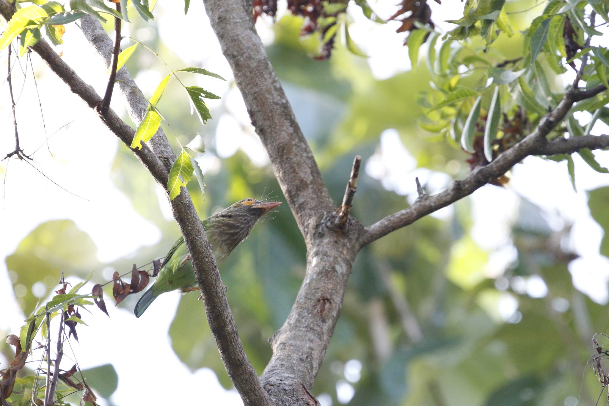 Brown-headed Barbet (Psilopogon zeylanicus), photo 2