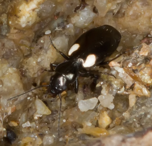 Lionychus sturmii