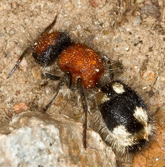 Ronisia brutia