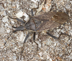 Dicranocephalus marginicollis