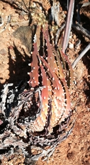 Tulista pumila