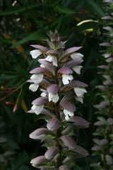 Acanthus mollis