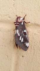 Citheronia splendens