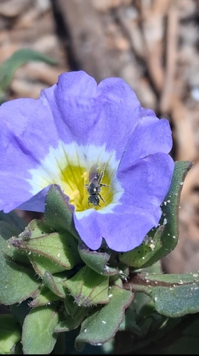 Chilean Bellflower (Nolana paradoxa)