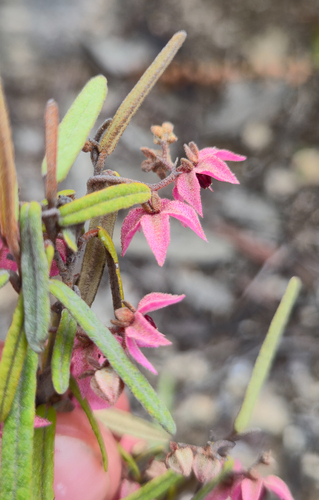 Lasiopetalum baueri, photograph 2