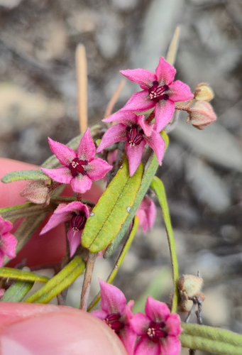 slender velvet-bush (Lasiopetalum baueri)