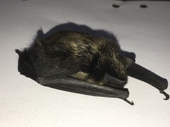 Eptesicus nilssonii