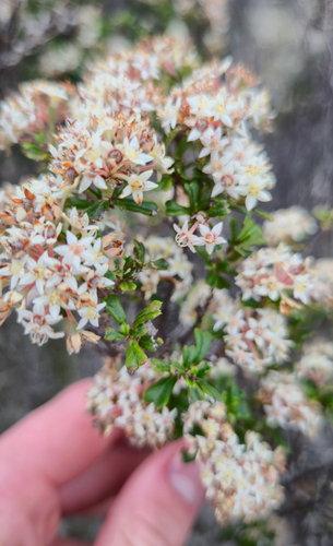 wedge-leaved pomaderris (Pomaderris obcordata)