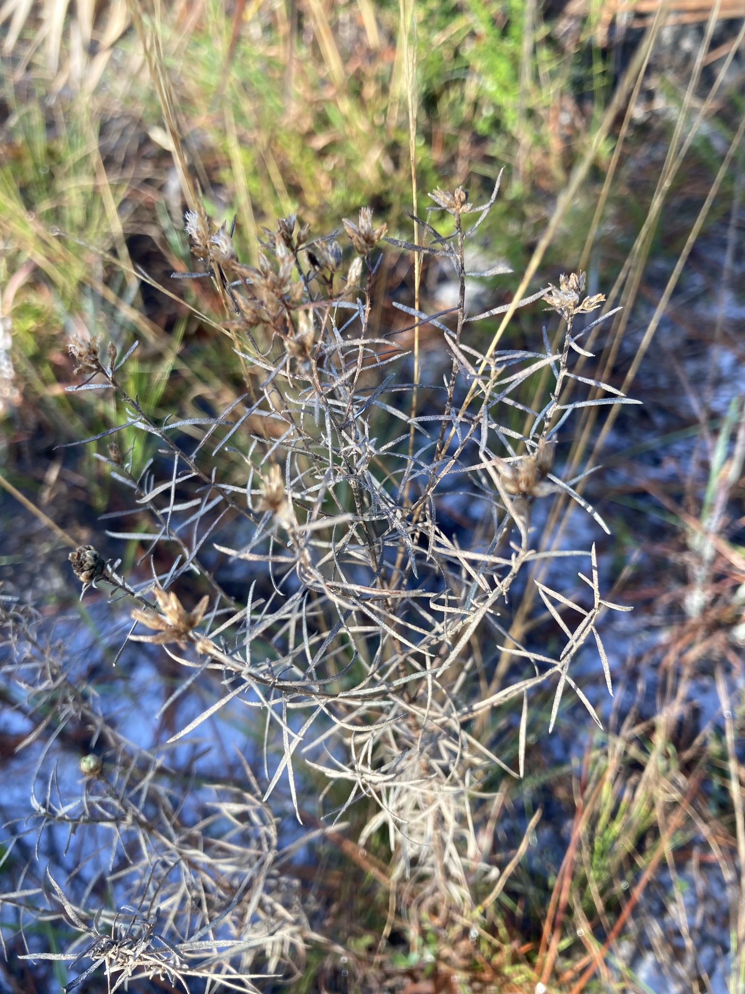 Slender Goldentop (Euthamia caroliniana)