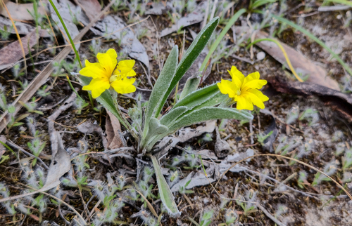 Sandhill Goodenia (Goodenia willisiana)