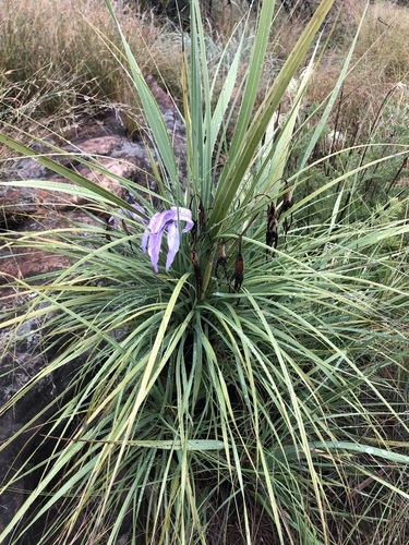 Monkeys Tail (Xerophyta retinervis)