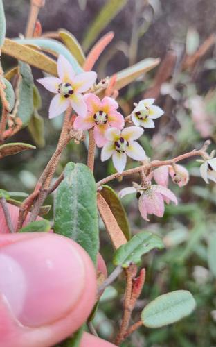 pink velvet-bush (Lasiopetalum behrii)