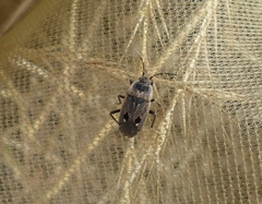 Graptopeltus lynceus