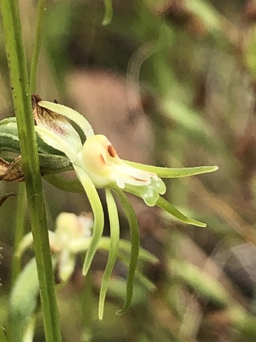Short Greenpad Ghost Orchid (Habenaria galpinii)