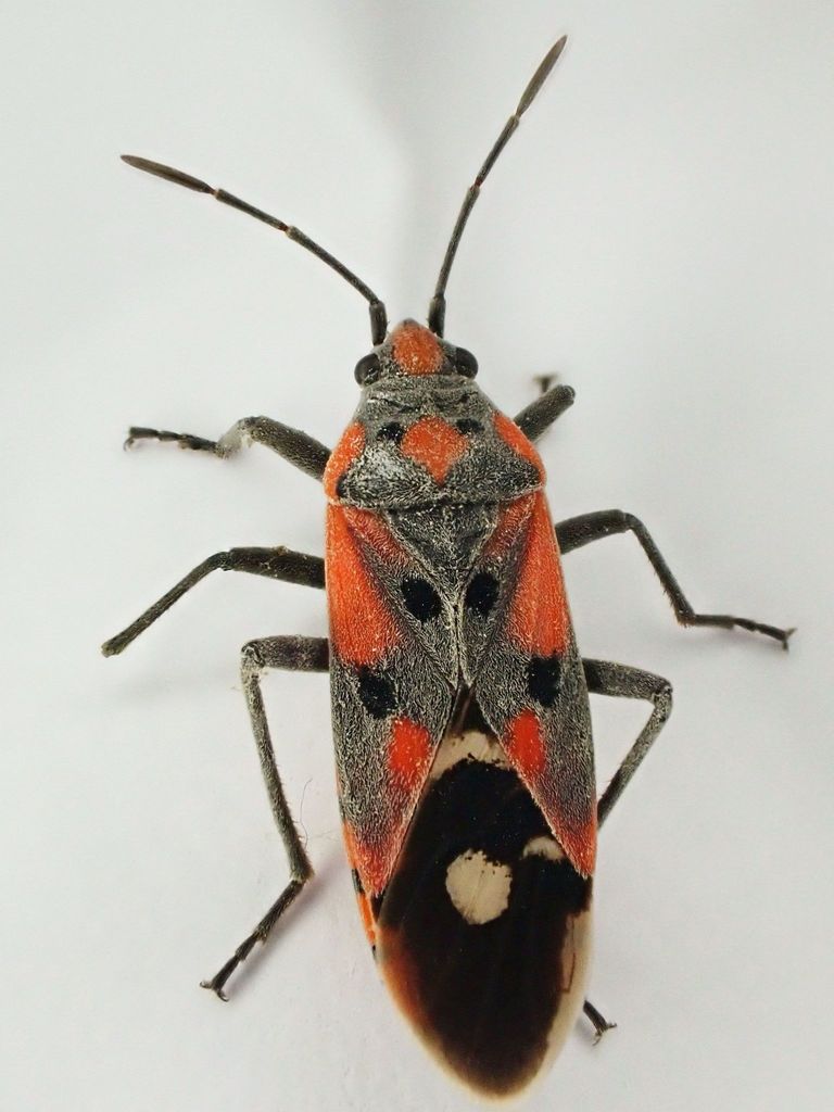 Lygaeus murinus