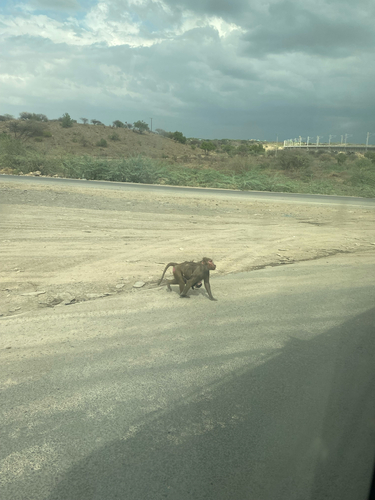 Hamadryas Baboon