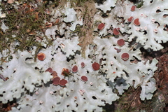 Pseudocyphellaria homoeophylla