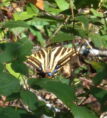 Papilio pilumnus
