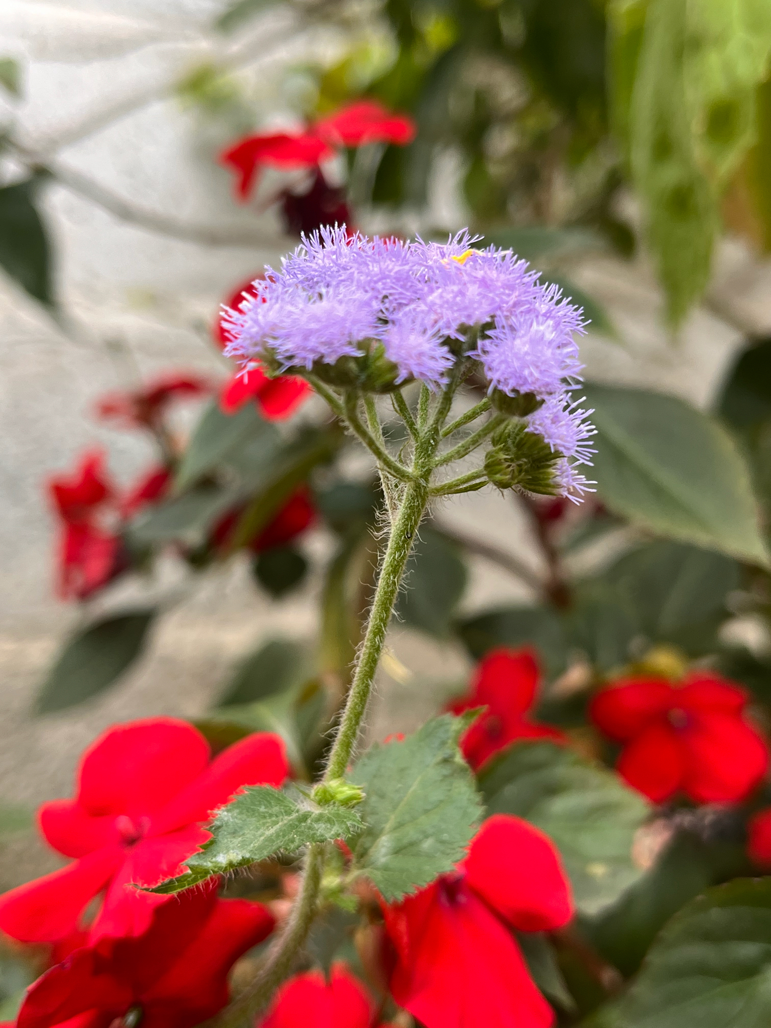 Ageratum houstonianum — ảnh 2