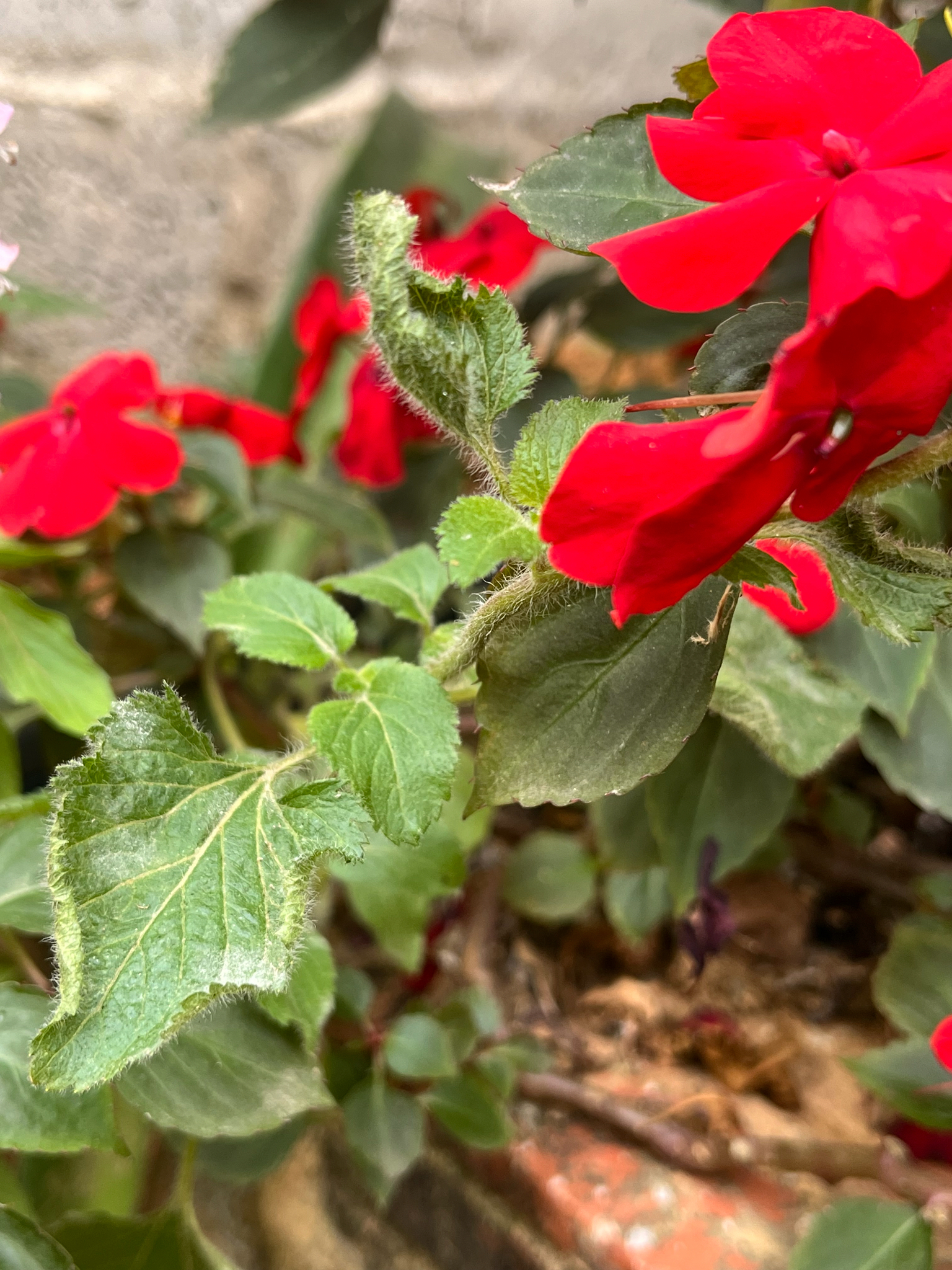 Ageratum houstonianum — ảnh 3